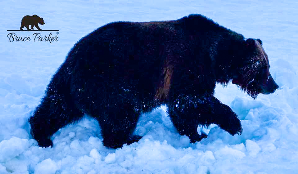 Yellowstone Grizzly Bear taken Spring 2023 ~ © Copyright Bruce Parler :#126; All Rights Reserved