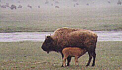 Signs of Spring - by John W. Uhler - June 1998 ©