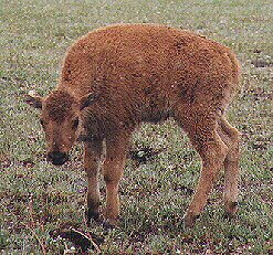 Buffalo Calf by John W. Uhler - June 1998 ©