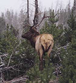 Bull Elk at Norris by John W. Uhler - 09 October 1997