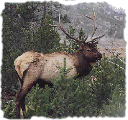 Bull Elk at Norris by John W. Uhler - 09 October 1997