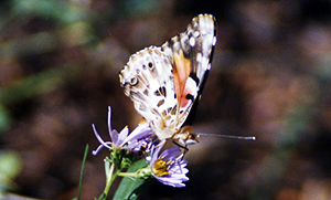Yellowstone Butterfly by John William Uhler ©