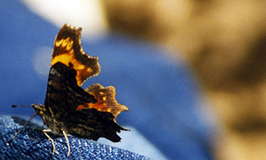Gray Comma (Polygonia progne) - Yellowstone Butterfly by John William Uhler ©