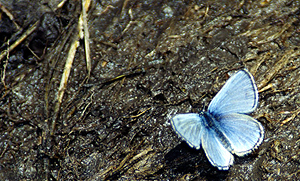 Silvery Blue (Glaucopsyche lygdamus) - Yellowstone Butterfly by John William Uhler ©
