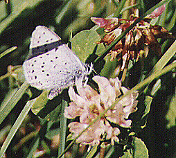 Plebejus saepiolus by John W. Uhler - 22 August 1998 &copy;