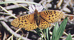 Speyeriis aphrodite by John W. Uhler - 22 August 1998 &copy;