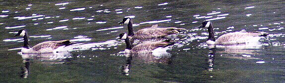 Canada Geese on Trout Lake by John W. Uhler - 06 September 1998 &copy;