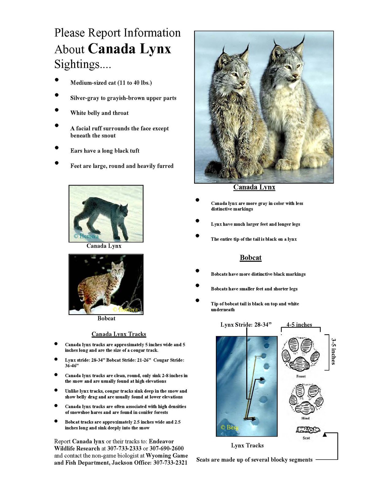 Canada Lynx Information