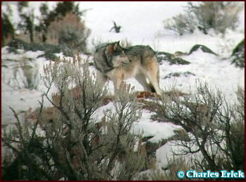 Canyon Group Wolf ~ © Copyright All Rights Reserved Charles Erick