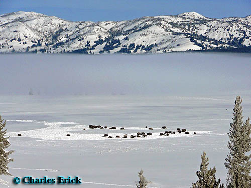 Bison Herd in Hayden Valley ~ © Copyright All Rights Reserved Charles Erick