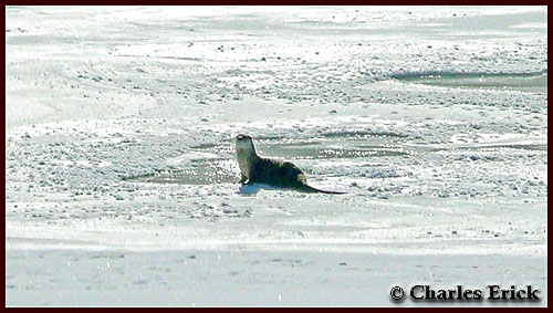 Otter on Yellowstone Lake ~ © Copyright All Rights Reserved Charles Erick