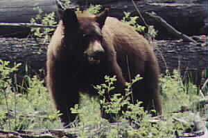 Cinnamon Bear just east of the Gardiner River Bridge - Spring 2001 by John W. Uhler &copy;