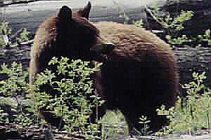 Cinnamon Bear - Spring 2001 by John W. Uhler &copy;