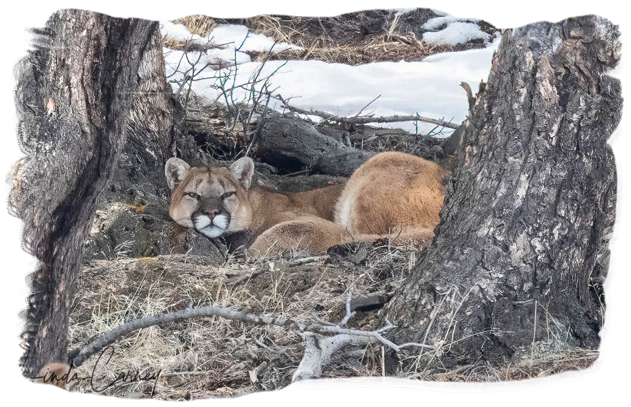 Beautiful Mountain Lion ~ Lamar Valley ~ April 10th, 2023 ~ Photo by Linda Rudge Carney ~ All Rights Reserved
