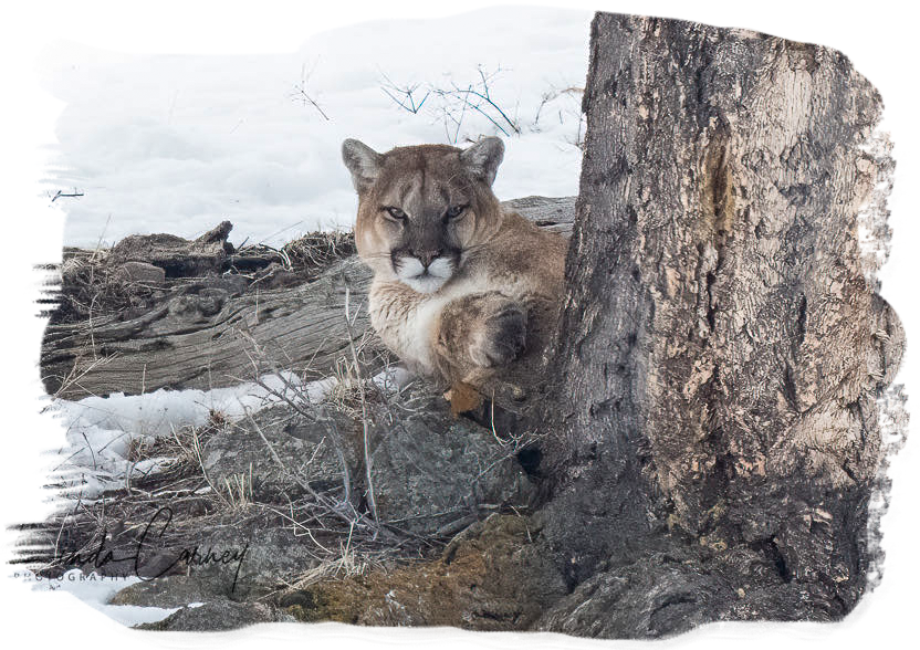 Beautiful Mountain Lion ~ Lamar Valley ~ April 10th, 2023 ~ Photo by Linda Rudge Carney ~ All Rights Reserved