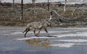 Coyote by John W. Uhler - 31 May 1997 by Firehole Pool