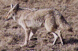 Coyote by John W. Uhler &copy;