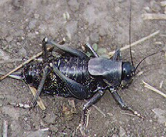 Cricket by Trout Lake by John W. Uhler - 06 September 1998 &copy;