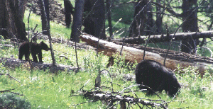 Cub and Sow near Tower by John W. Uhler - June 1997