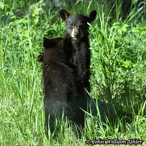 Yellowstone Black Bear Cubs Playing by John William Uhler ~ © Copyright All Rights Reserved