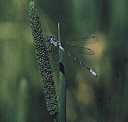 Damselfly by John W. Uhler - July 1998 &copy;