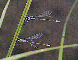 Damsels in Distress by John W. Uhler - 22 August 1998 &copy;