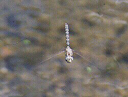 Dragonfly by John W. Uhler - 22 August 1998 &copy;