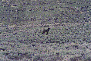 Druid Peak Pack Black Wolf in Lamar Valley - 27 May 2002 by John W. Uhler &copy;