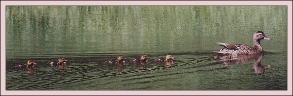 Mallard and Ducklings on Rainy Lake by John William Uhler - July 17th, 1998 © Copyright Page Makers, LLC
