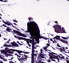 Bald Eagle on the Gibbon River - 10 May 2002 by John W. Uhler &copy;