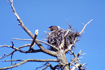 Bald Eagle on nest - 06 June 2002 by John W. Uhler &copy;