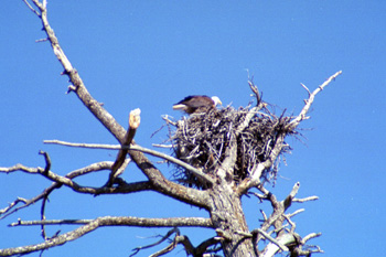 Bald Eagle on nest - 06 June 2002 by John W. Uhler ©