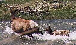 Elk Cow & Calf by John W. Uhler - June 1998 ©