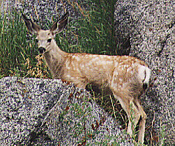 Mule Deer Fawn by John W. Uhler - 22 August 1998 &copy;