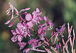 Fireweed by John W. Uhler - 22 August 1998 &copy;