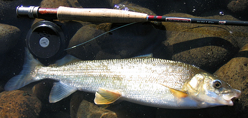 Mountain Whitefish - Photo by Woostermike