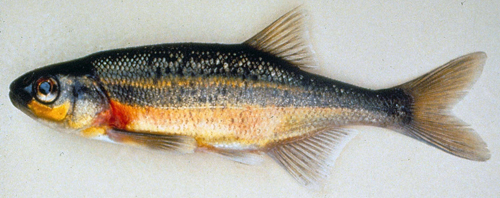 Redside Shiner ~ Dept of Fish and Wildlife, OR Photo