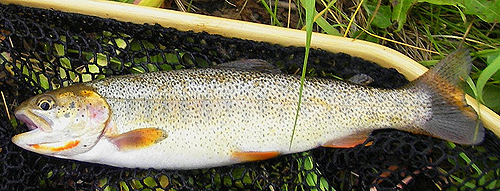 Snake River Finespotted Cutthroat Trout - Photo by Craig D. Young