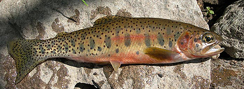 Westslope Cutthroat Trout - NPS Photo