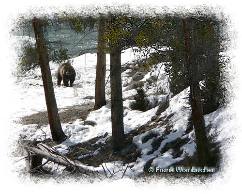 Spring Grizzly by Frank Wombacher © Copyright All Rights Reserved