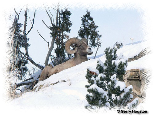 Yellowstone Bighorn Ram ~ © Copyright All Rights Reserved Gerry Hogston