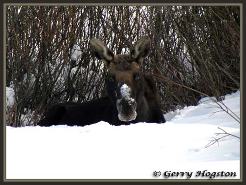 Moose in Winter ~ © Copyright All Rights Reserved Gerry Hogston