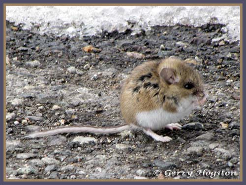 Mouse at Nature Trail ~ © Copyright All Rights Reserved Gerry Hogston