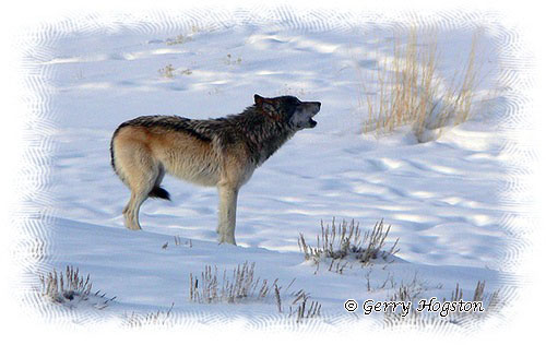 Winter wolf by Gerry Hogston © Copyright All Rights Reserved