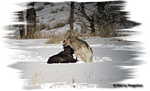 Yellowstone Wolves ~ © Copyright All Rights Reserved Gerry Hogston