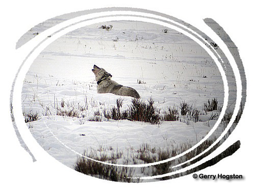 Yellowstone Wolf ~ © Copyright All Rights Reserved Gerry Hogston