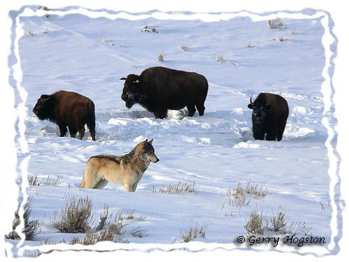 Yellowstone Wolf and Buffalo ~ © Copyright All Rights Reserved Gerry Hogston