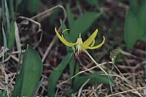 Glacier Lily - Spring 2001 by John W. Uhler &copy;
