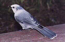 Gray Jay by John W. Uhler - 09 October 1998 &copy;