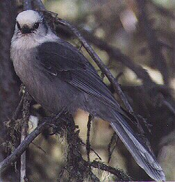 Gray Jay by John W. Uhler - 09 October 1998 ©